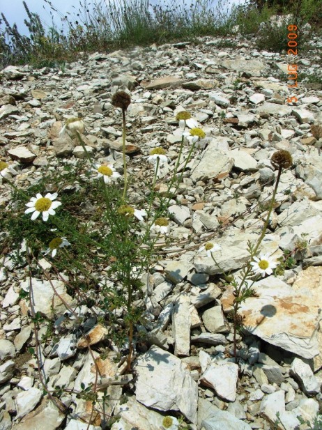 Anthemis?